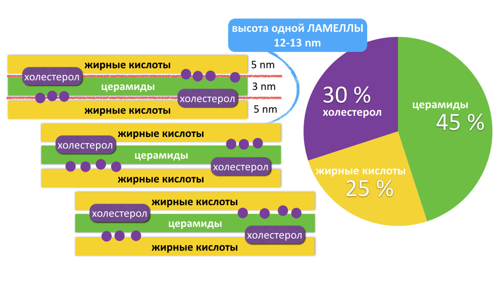 высота ламеллы 