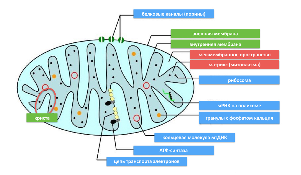 строение митохондрии