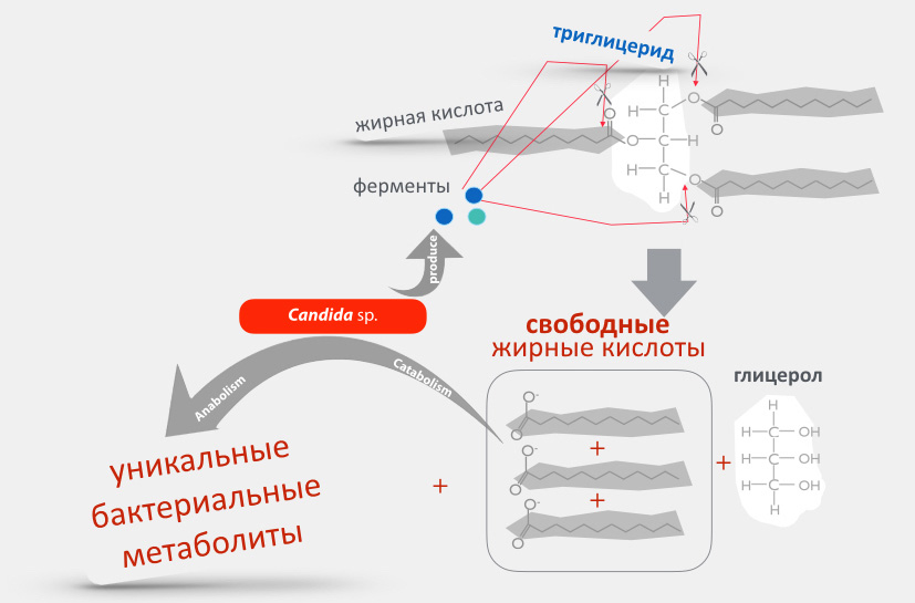 уникальные бактериальные метаболиты