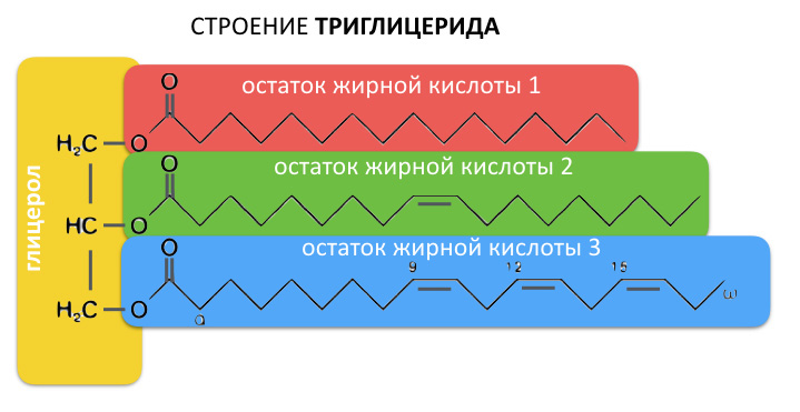 строение триглицерида